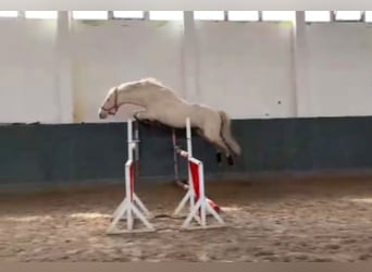 German Riding Horse, Stallion, 17 years, 16 hh, Cremello