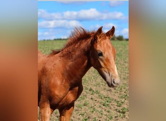 German Riding Horse Mix, Stallion, Foal (05/2025), 15,2 hh, Chestnut-Red