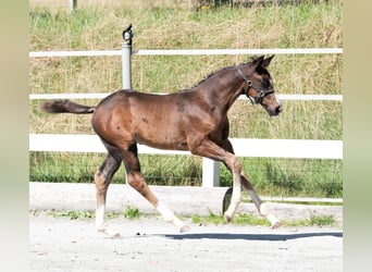 German Riding Horse, Stallion, Foal (06/2023), 16.1 hh, Bay-Dark