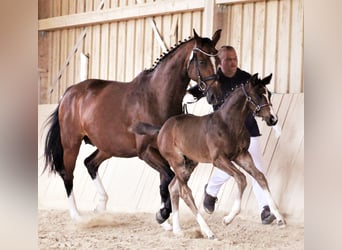 German Riding Horse, Stallion, Foal (06/2023), 16.1 hh, Bay-Dark