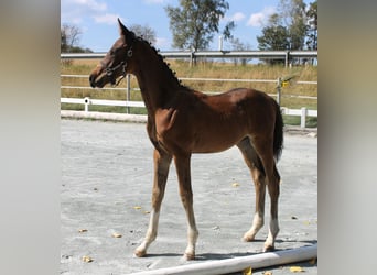 German Riding Horse, Stallion, Foal (05/2024), 16,1 hh, Brown