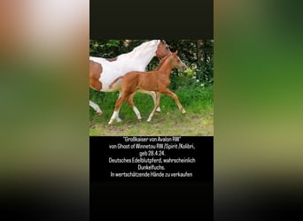 German Riding Horse, Stallion, Foal (04/2024), 16.1 hh, Chestnut