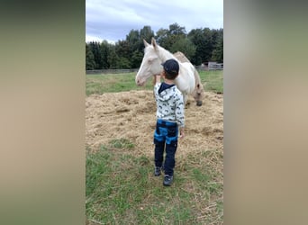 German Riding Horse, Stallion, Foal (04/2026), 16.1 hh, Cremello
