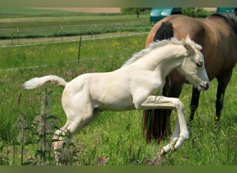German Riding Horse, Stallion, Foal (05/2023), 16.1 hh, Palomino