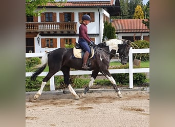German Riding Horse, Stallion, Foal (06/2023), 16.1 hh, Pinto
