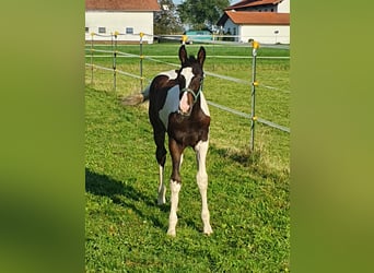 German Riding Horse, Stallion, Foal (06/2023), 16.1 hh, Pinto