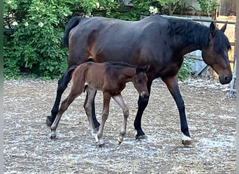 German Riding Horse, Stallion, Foal (05/2026), 16.2 hh, Bay-Dark