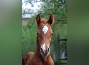 German Riding Horse, Stallion, , 16.2 hh, Chestnut-Red
