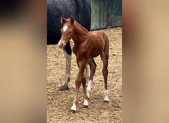German Riding Horse, Stallion, , 16.2 hh, Chestnut-Red