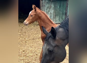German Riding Horse, Stallion, , 16.2 hh, Chestnut-Red