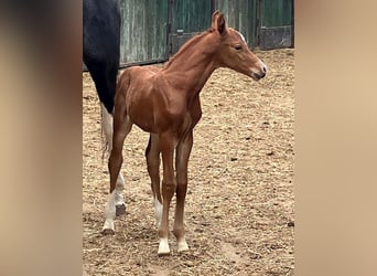 German Riding Horse, Stallion, , 16.2 hh, Chestnut-Red