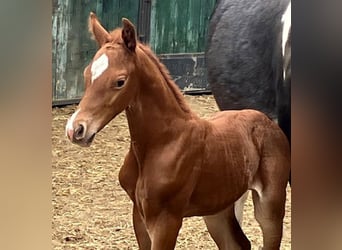 German Riding Horse, Stallion, , 16.2 hh, Chestnut-Red
