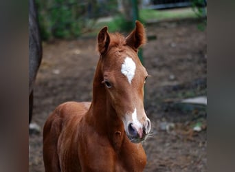 German Riding Horse, Stallion, , 16.2 hh, Chestnut-Red