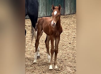 German Riding Horse, Stallion, , 16.2 hh, Chestnut-Red