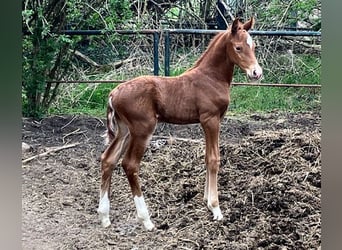 German Riding Horse, Stallion, , 16.2 hh, Chestnut-Red