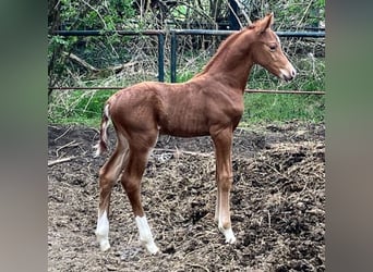 German Riding Horse, Stallion, , 16.2 hh, Chestnut-Red
