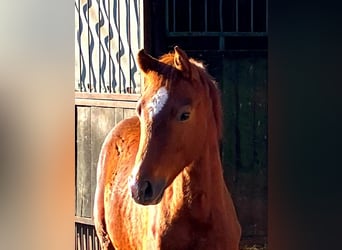 German Riding Horse, Stallion, Foal (01/2026), 16.2 hh, Chestnut