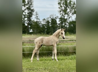 German Riding Horse, Stallion, Foal (04/2025), 16.2 hh, Palomino