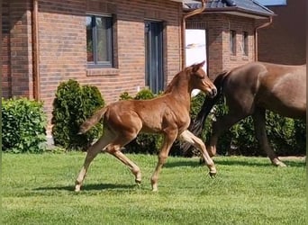 German Riding Horse, Stallion, Foal (03/2024), 16.3 hh, Chestnut