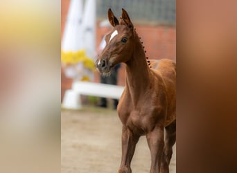 German Riding Horse, Stallion, Foal (04/2026), 16.3 hh, Chestnut-Red