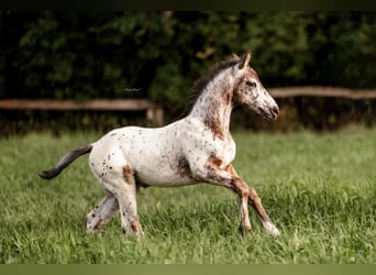 German Riding Horse, Stallion, Foal (06/2025), 16 hh, Leopard-Piebald