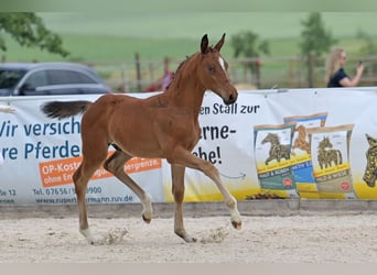 German Riding Horse, Stallion, Foal (04/2025), 16,1 hh, Brown