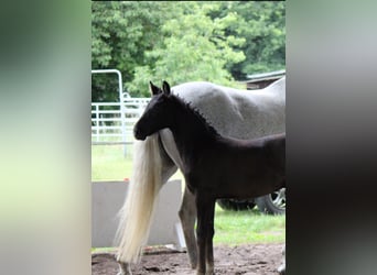 German Riding Horse, Stallion, Foal (04/2025), 16,1 hh, Grey-Dark-Tan