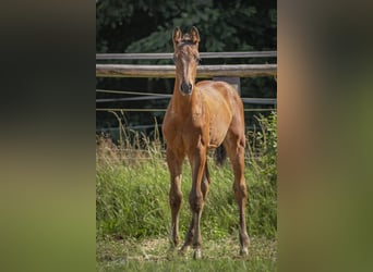 German Riding Horse, Stallion, Foal (04/2025), 16,2 hh, Brown