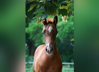 German Riding Horse, Stallion, Foal (01/2026), 16,2 hh, Chestnut