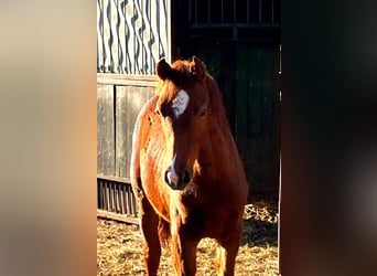 German Riding Horse, Stallion, Foal (01/2026), 16,2 hh, Chestnut