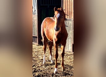 German Riding Horse, Stallion, Foal (01/2026), 16,2 hh, Chestnut
