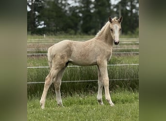 German Riding Horse, Stallion, Foal (04/2025), 16,2 hh, Palomino