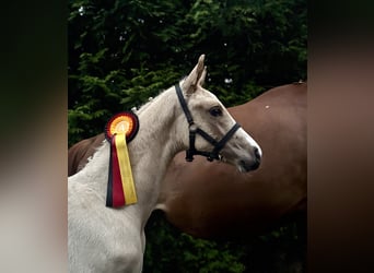 German Riding Horse, Stallion, Foal (04/2025), 16,2 hh, Palomino
