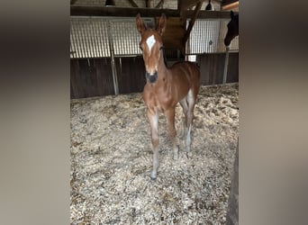 German Riding Horse, Stallion, Foal (06/2025), 16,3 hh, Brown
