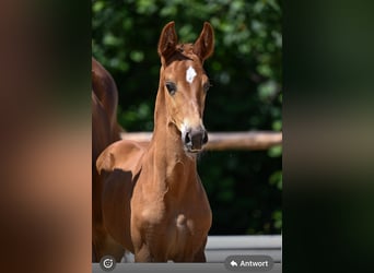 German Riding Horse, Stallion, , 17 hh, Chestnut-Red