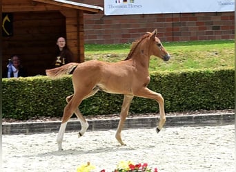 Deutsches Reitpferd, Hengst, Fohlen (05/2024), 17 hh, Rotschimmel