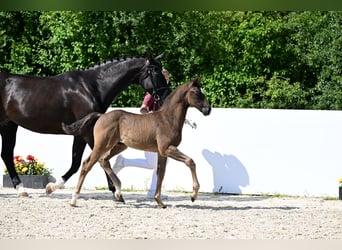 German Riding Horse, Stallion, , Bay-Dark