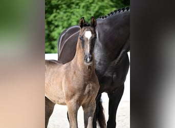 German Riding Horse, Stallion, , Bay-Dark