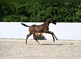 German Riding Horse, Stallion, , Bay-Dark