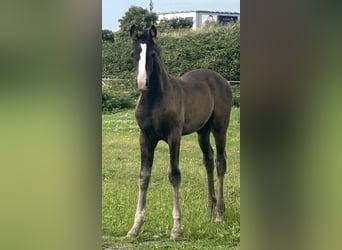 German Riding Horse, Stallion, Foal (05/2025), Bay-Dark