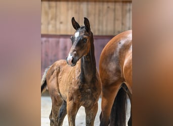 German Riding Horse, Stallion, Foal (05/2024), Bay-Dark