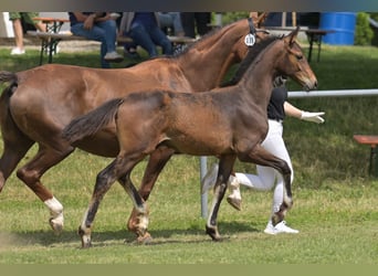 German Riding Horse, Stallion, Foal (03/2025), Bay-Dark