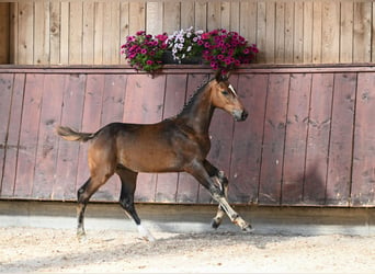 German Riding Horse, Stallion, Foal (04/2024), Bay-Dark