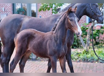 German Riding Horse, Stallion, Foal (06/2024), Brown