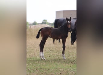 German Riding Horse, Stallion, Foal (05/2026), Brown