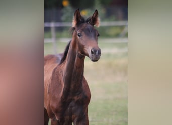 German Riding Horse, Stallion, Foal (04/2026), Brown