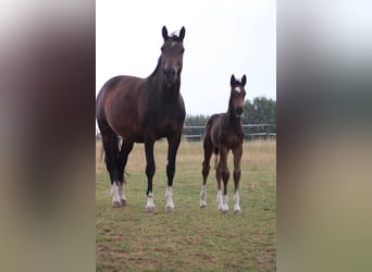 German Riding Horse, Stallion, Foal (05/2026), Brown