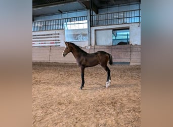 German Riding Horse, Stallion, , Brown