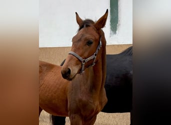 German Riding Horse, Stallion, Foal (05/2025), Brown
