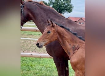 German Riding Horse, Stallion, Foal (05/2025), Brown